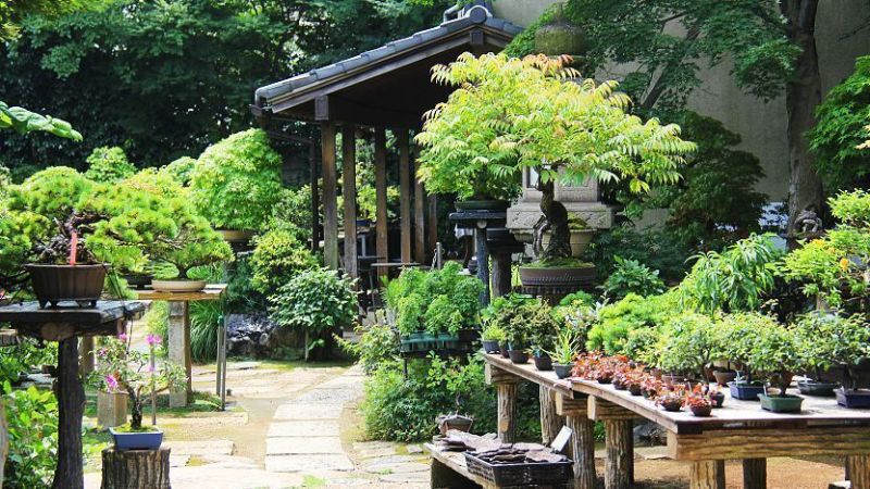 làng Bonsai Omiya làng Bonsai Omiya